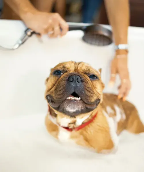 Pet Spa and Grooming Station